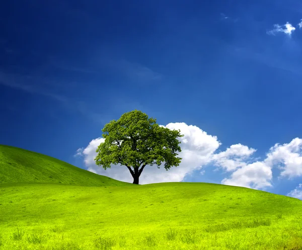 Baum auf der grünen Wiese — Stockfoto