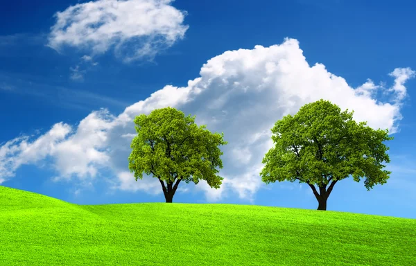Yeşil alan üzerinde iki yeşil meşe ağacı — Stok fotoğraf