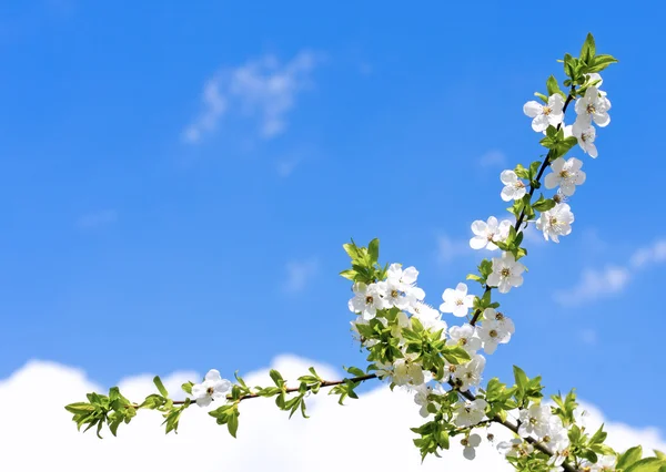 Kirschblüte Stockbild