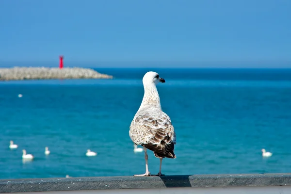 Tern looking at open sea — Stock Photo, Image