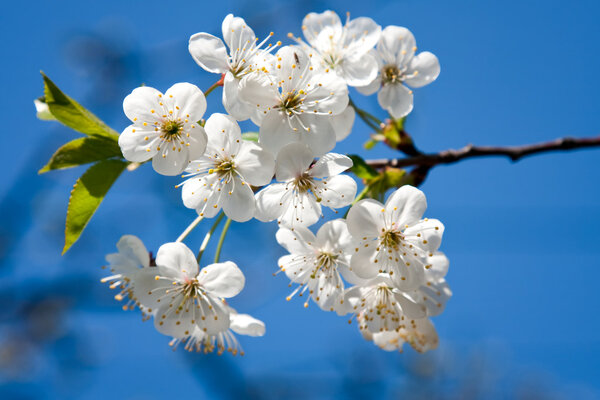 Apple blossom on blue sky