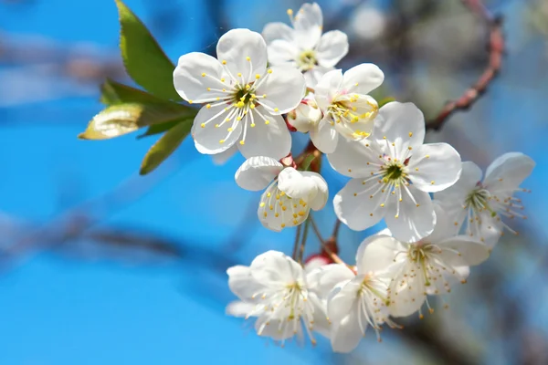 Apfelblüte in Blau — Stockfoto