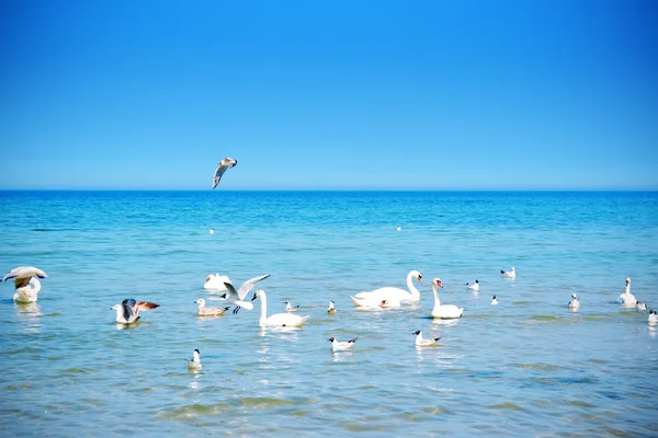Swan familiy in the sea — Stock Photo, Image