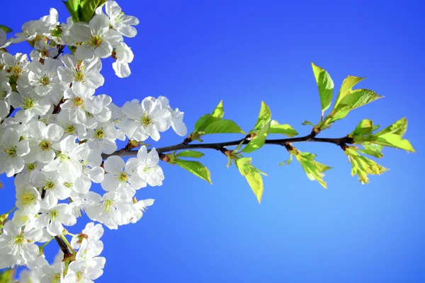 開花する木 — ストック写真