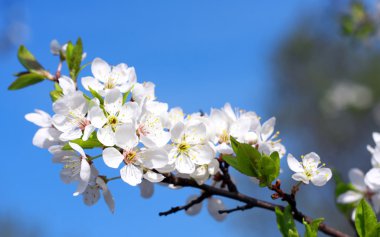 Apple blossom clipart