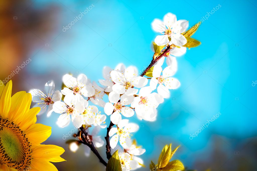 Beautiful spring flower