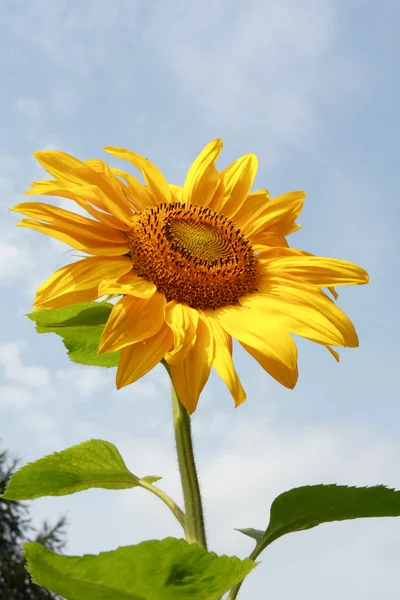 Sunflower with green leaves — Stock Photo, Image