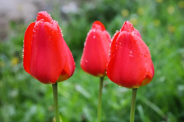 Czerwony tulipan kwiat — Stockfoto