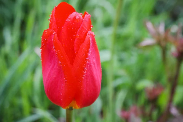 Vörös tulipán virág — Stock Fotó