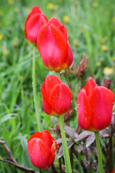 红色郁金香花 — 图库照片