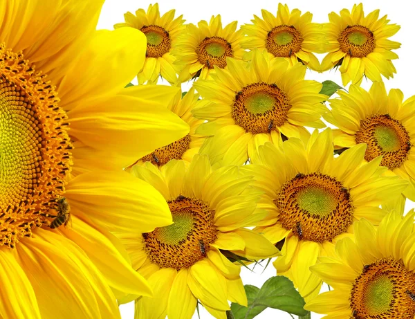 黄色向日葵背景 — 图库照片