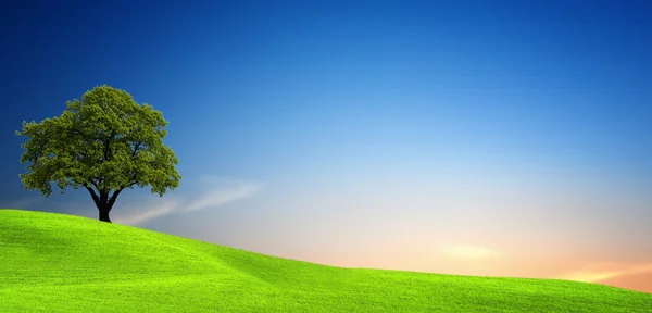 Дерево в зеленом поле — стоковое фото