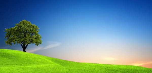Дерево в зеленом поле Стоковая Картинка