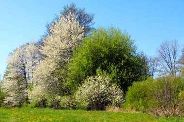 Bahar Parkı