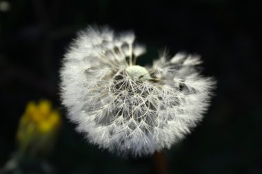 Dandelion clipart