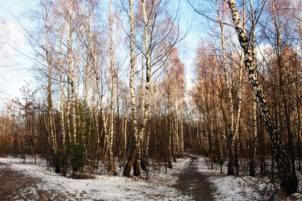 Winter birch woods alley — Stock Photo, Image
