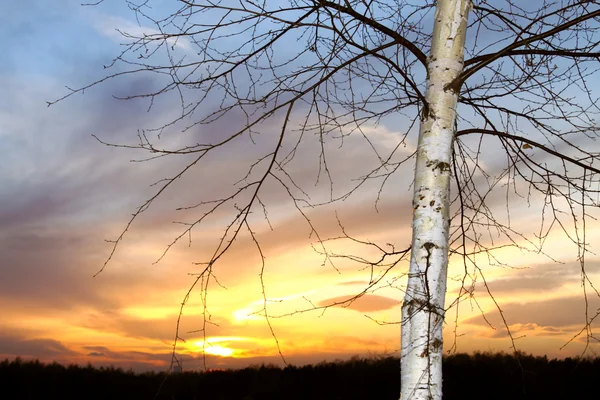 在落日的天空上分支树 — 图库照片