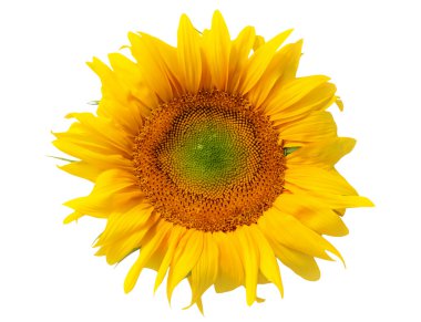 Beautiful yellow sunflower clipart