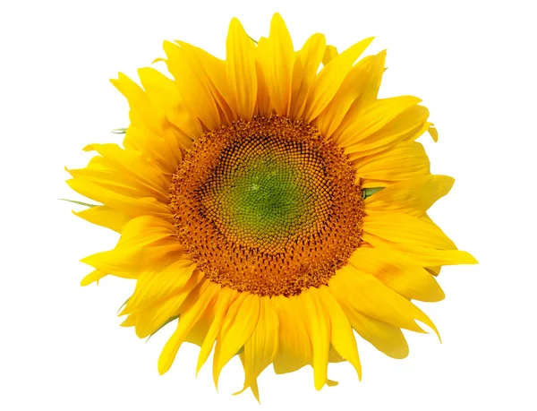 Piękny żółty słonecznik — Zdjęcie stockowe
