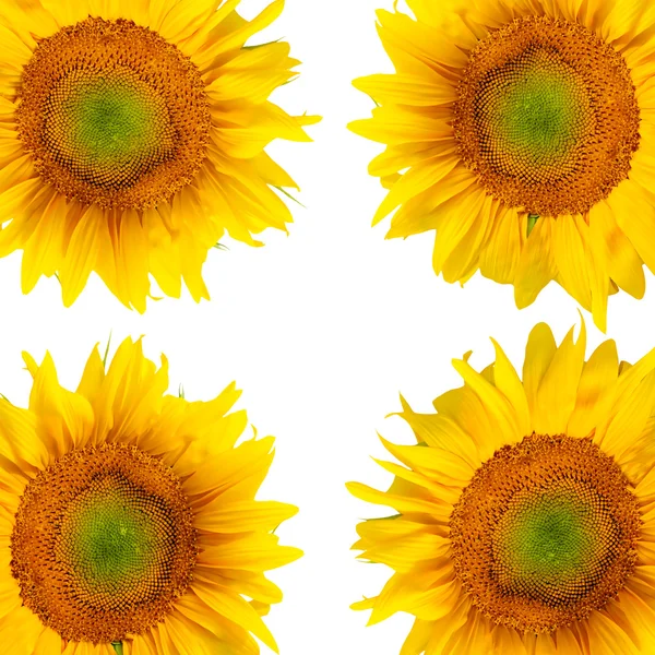 Beautiful sunflower background — Stock Photo, Image