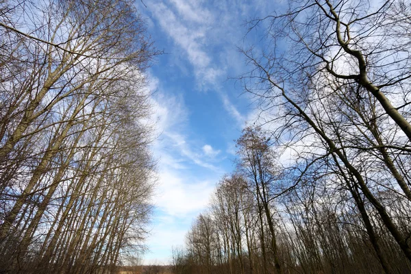 Couronnes d'arbres d'hiver sur ciel bleu profond — Photo