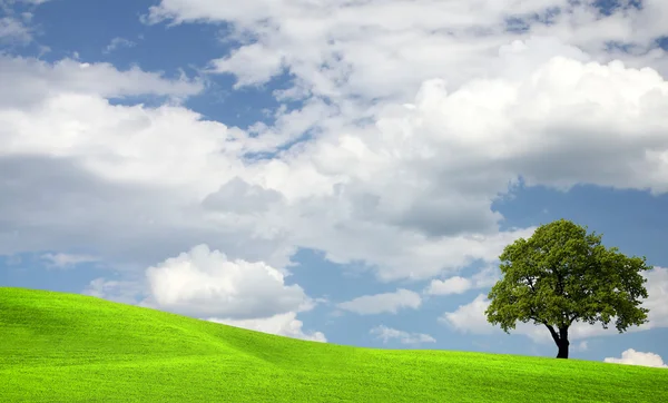 Ağaç üzerinde yeşil alan — Stok fotoğraf