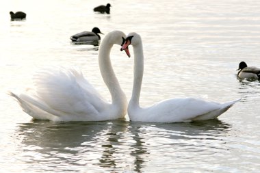 Swan lake clipart