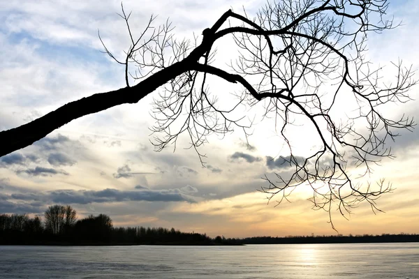 Dimmiga sjön med träd — Stockfoto