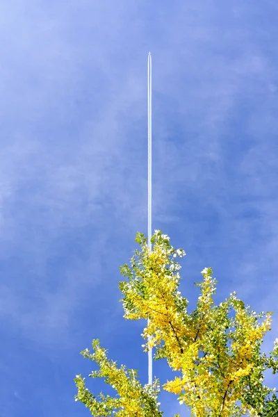 Árvore no céu azul — Fotografia de Stock
