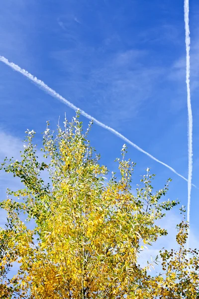 Mavi gökyüzündeki ağaç — Stok fotoğraf
