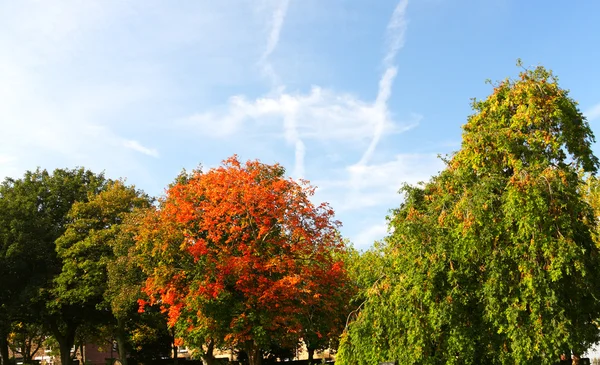 Autumnal Landscape — Stock Photo, Image