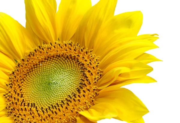 Isolated yellow sunflower — Stock Photo, Image