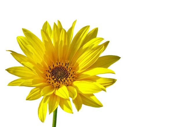 Isolated yellow sunflower — Stock Photo, Image