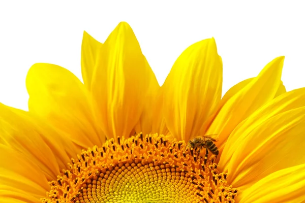 孤立的黄色向日葵 — 图库照片