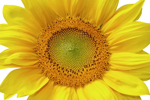 Ізольована жовтий соняшника — стокове фото