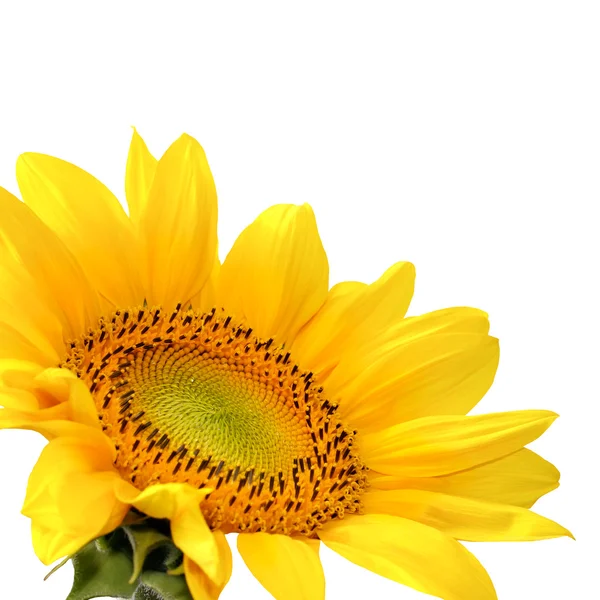 Izolované žluté slunečnice — Stock fotografie