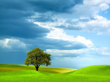 Tree on green field clipart