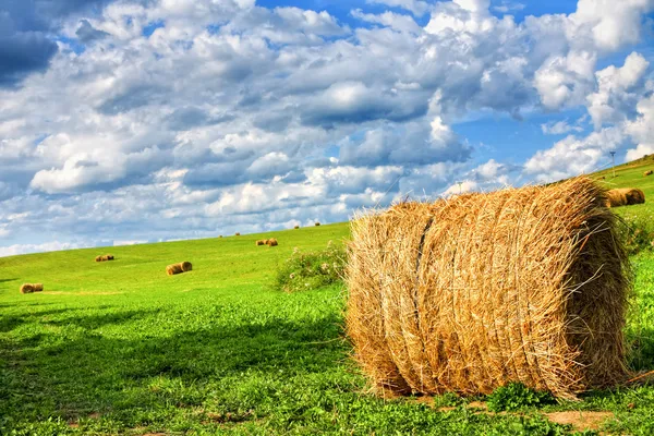 Field of hay bales — Stock Photo, Image