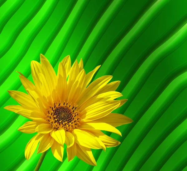 Keltainen auringonkukka — kuvapankkivalokuva