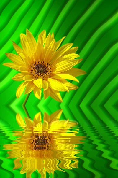 Yellow flower reflection — Stock Photo, Image