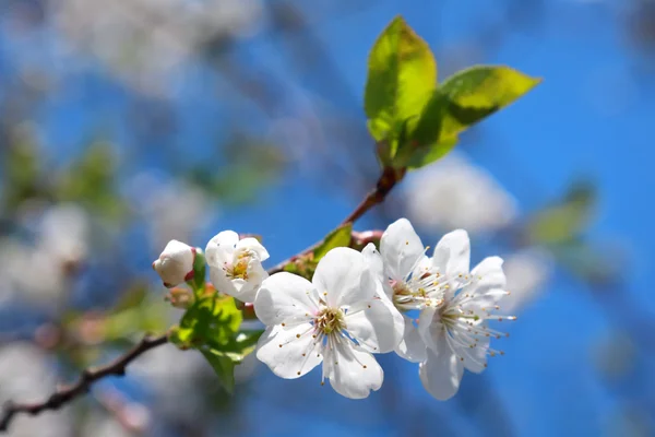 Apple blossom — Stockfoto