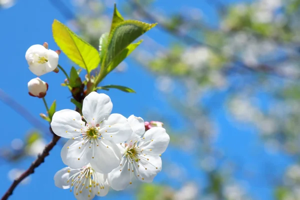 Цветение яблони — стоковое фото