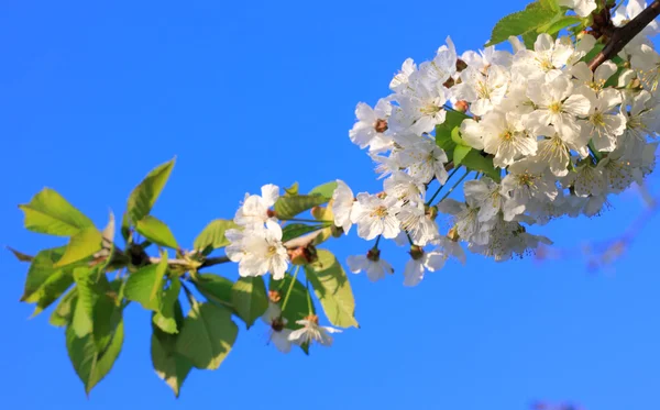 봄 날의 꽃 — 스톡 사진
