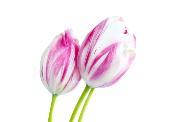 Pink and white — Stock Photo, Image