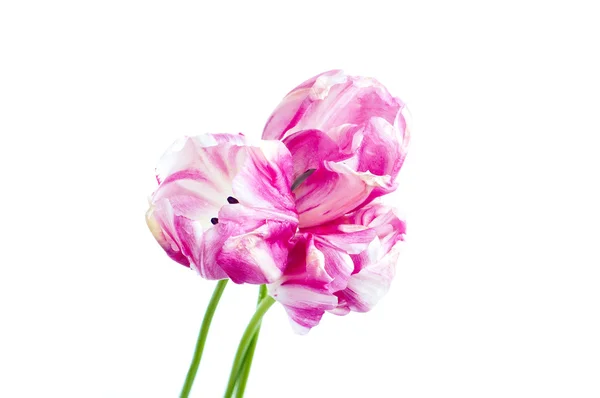 粉红和白色的郁金香 — 图库照片
