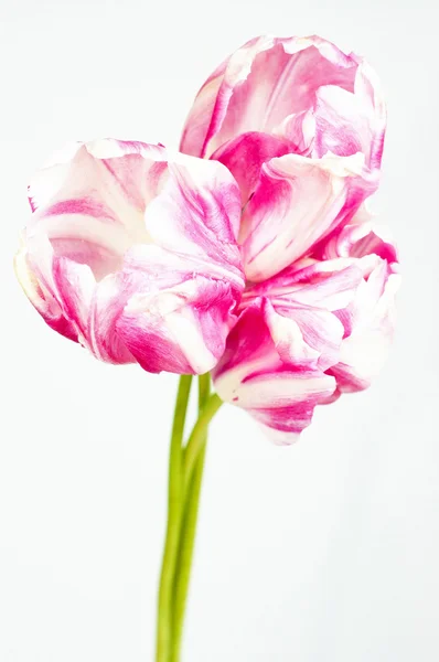 粉红和白色的郁金香 — 图库照片