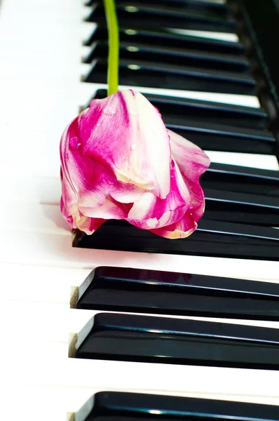 Тюльпан на клавіатурі піаніно — стокове фото