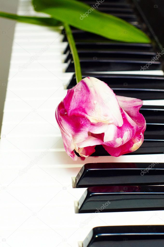 Tulip on the piano keyboard