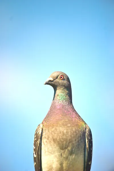 Vild fågel — Stockfoto