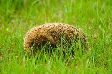 Hedgehod